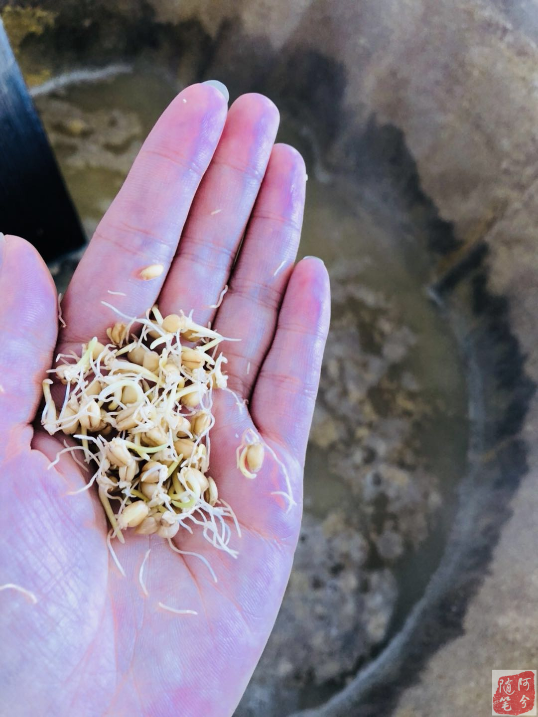 农村婆婆一把麦芽，媳妇两天回奶，肠子都悔青了