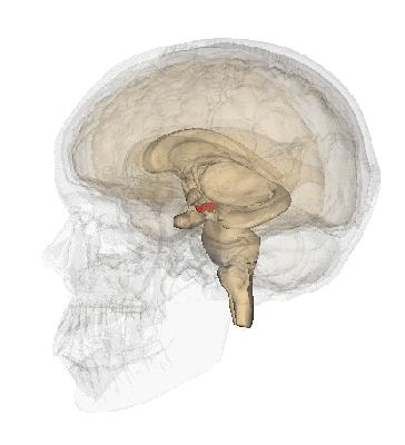 绘制神经系统的生理解剖图,人体骨骼血管神经系统解剖图