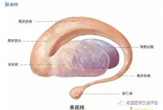 绘制神经系统的生理解剖图,人体骨骼血管神经系统解剖图