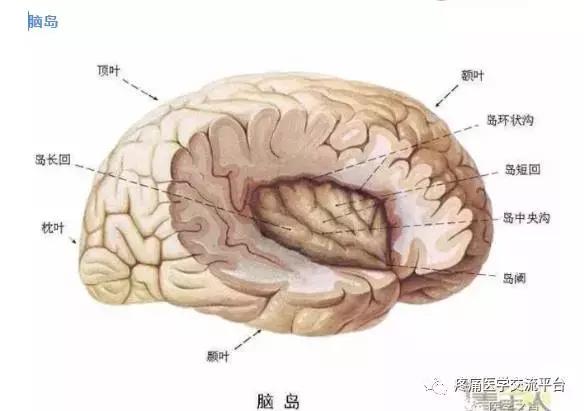 绘制神经系统的生理解剖图,人体骨骼血管神经系统解剖图