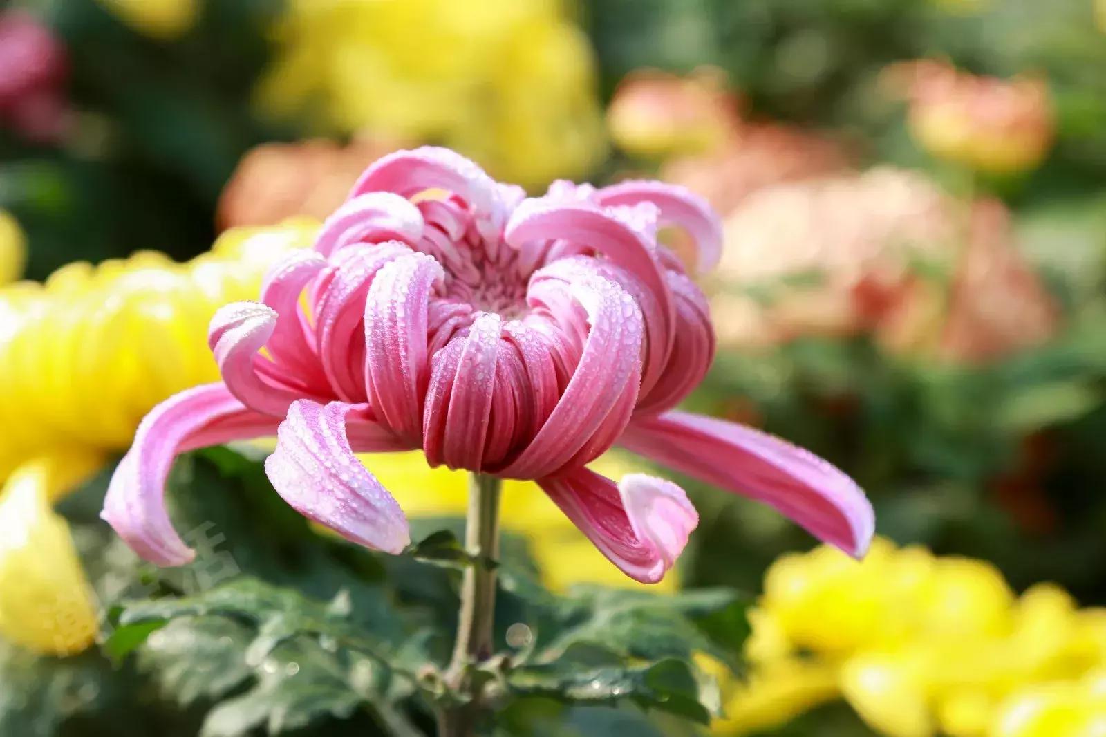 2018成都市福利,成都的福利待遇和生活水平