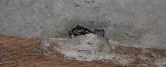 泰国燕窝跟印尼燕窝区别,泰国燕窝比中国便宜