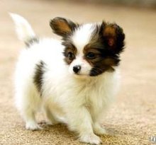 蝴蝶犬饲养方法,蝴蝶犬生病怎么办