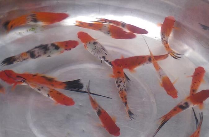 热带剑尾鱼生崽吗,热带小型鱼观赏鱼