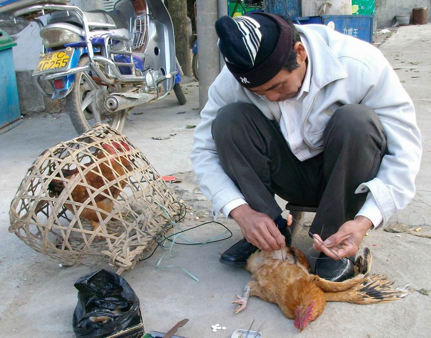 传统阉鸡技术教程视频,古老的阉鸡技术