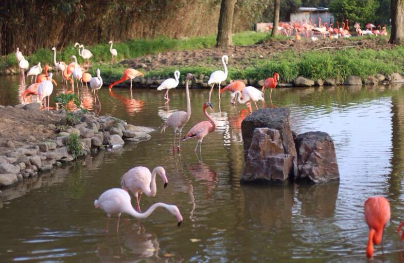 上海野生动物园在浦东新区哪个镇,上海野生动物园面积多少平方千米