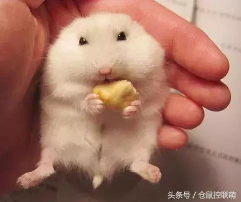 三线仓鼠如何躺手,仓鼠睡觉躺手可爱瞬间