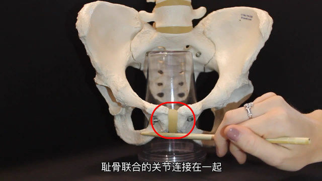 哪些瑜伽动作能够缓解耻骨的疼痛,怀孕耻骨联合疼痛怎么缓解