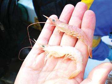 科普厦门海鲜市场,厦门哪里海鲜批发市场海鲜便宜