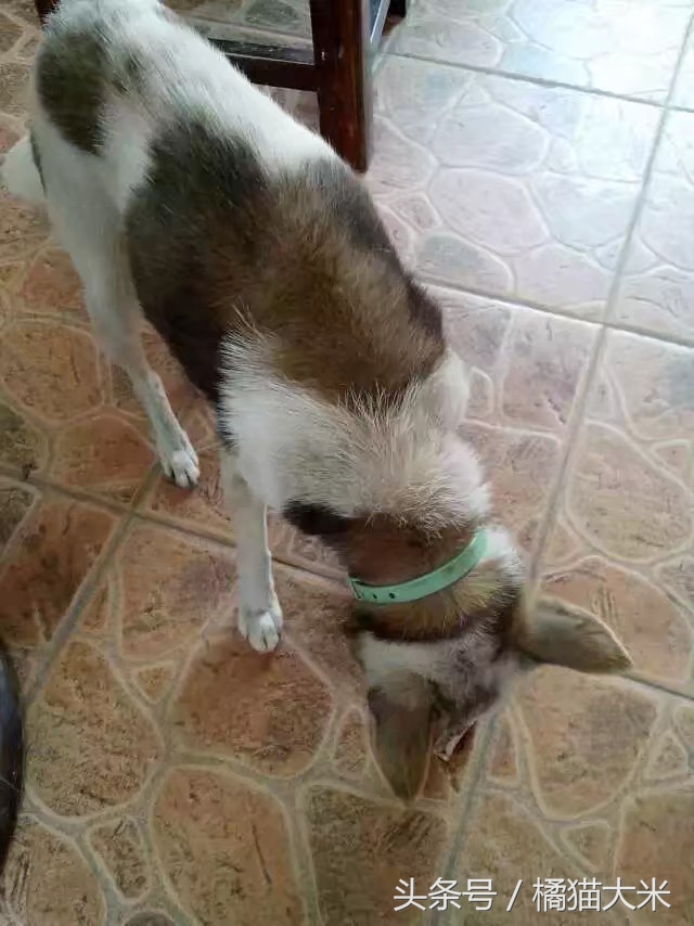 我们本国狗有哪些,中国的狗和外国的狗哪个更乖