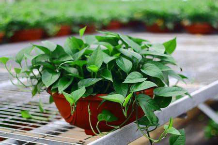 洋葱除甲醛的最快方法,新装修的房子洋葱能除甲醛和异味