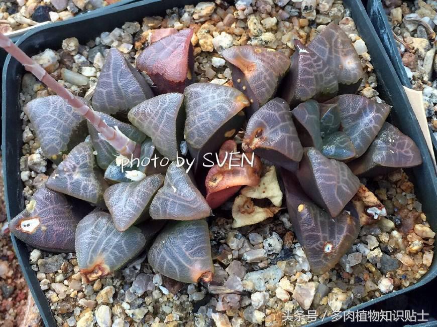 代购双十一值得买吗,多肉植物代购