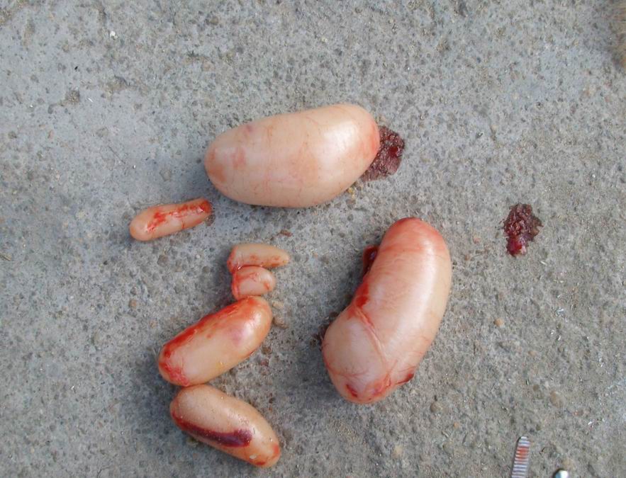 传统阉鸡技术教程视频,古老的阉鸡技术