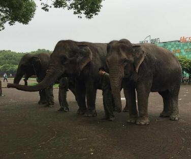 上海野生动物园在浦东新区哪个镇,上海野生动物园面积多少平方千米