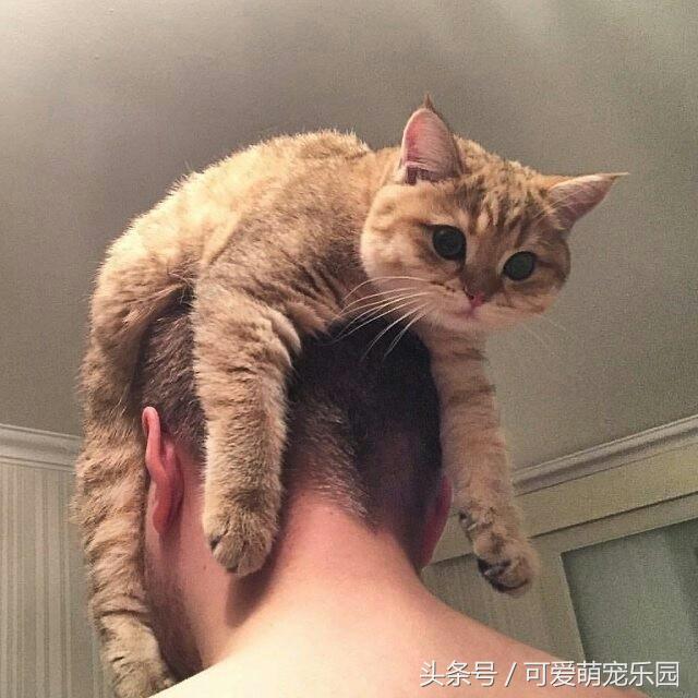 头冷捂头脚冷捂脚，前提是必须经过喵星人同意！