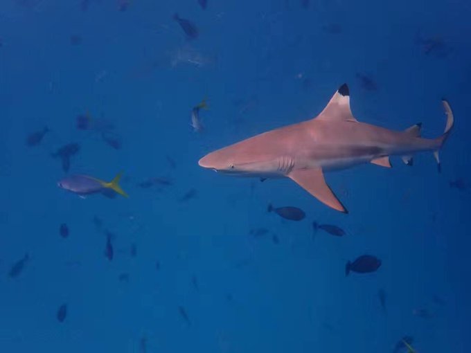 帕劳旅行全攻略,帕劳旅行攻略最佳方案