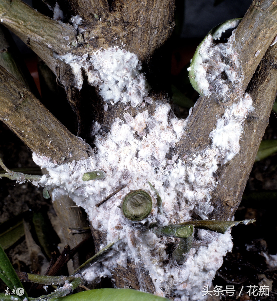 赶尽杀绝杀虫剂,如何赶尽杀绝白蚁