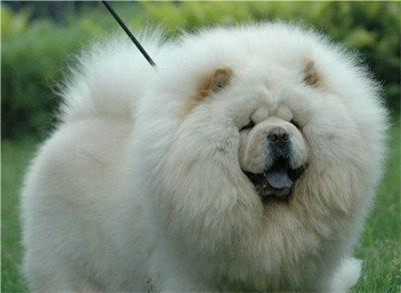 松狮犬怎么选,松狮犬怎么选择品相好