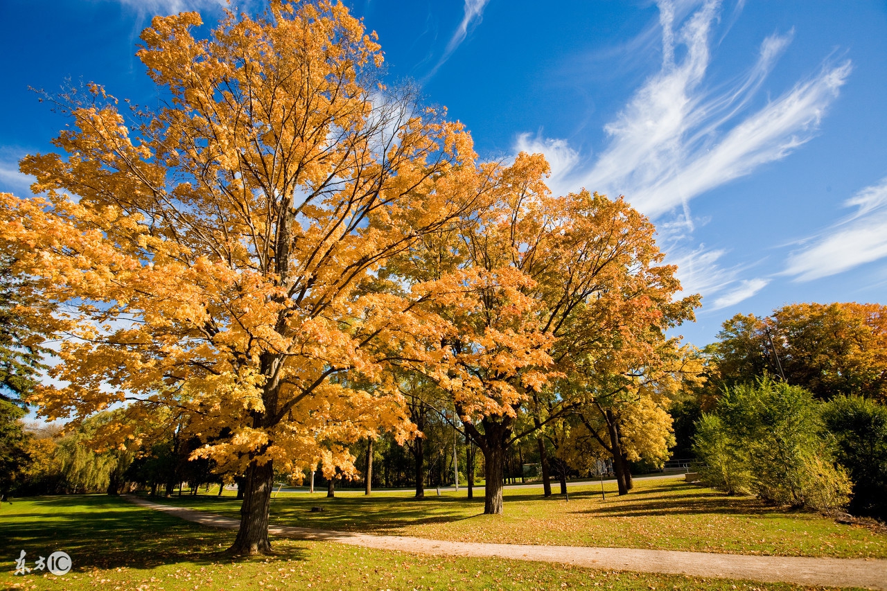 属马的人合适养什么花招财,属马的人最合适养什么宠物