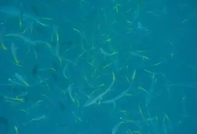 帕劳归来不看海视频,帕劳归来不看海