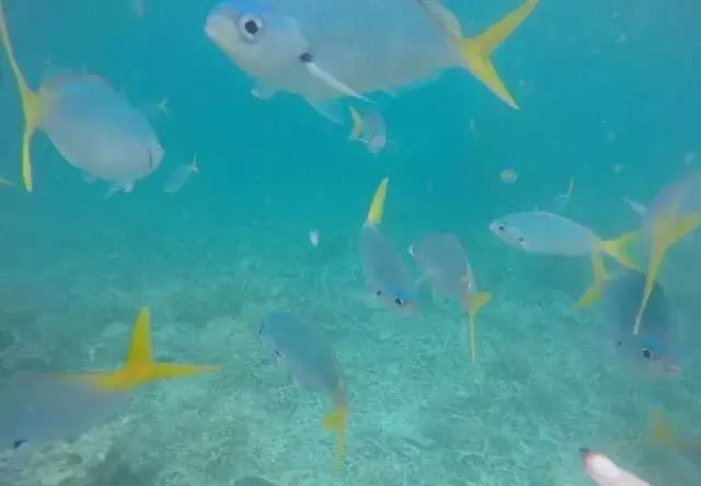 帕劳归来不看海视频,帕劳归来不看海