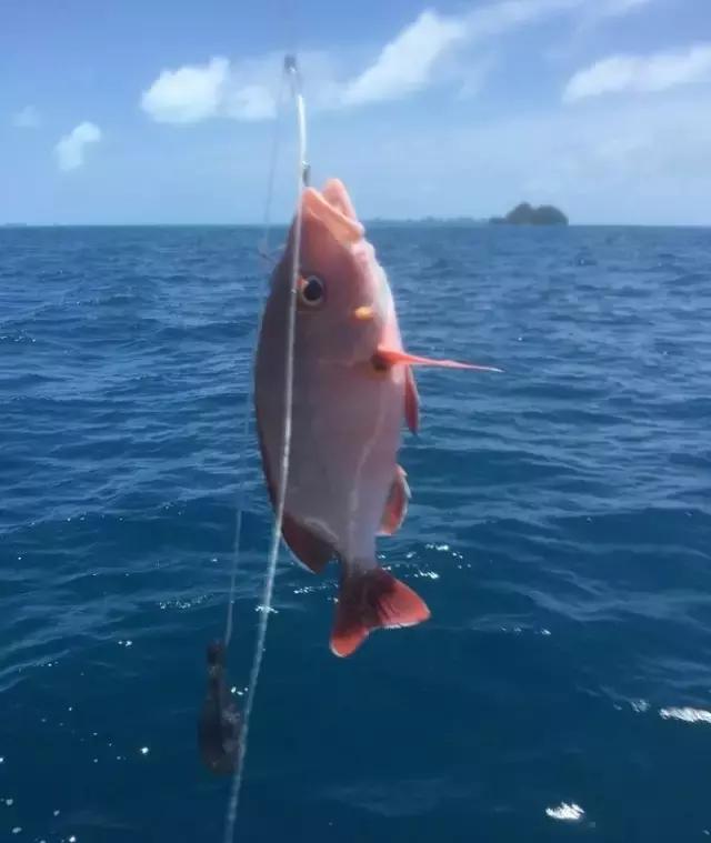 帕劳归来不看海视频,帕劳归来不看海