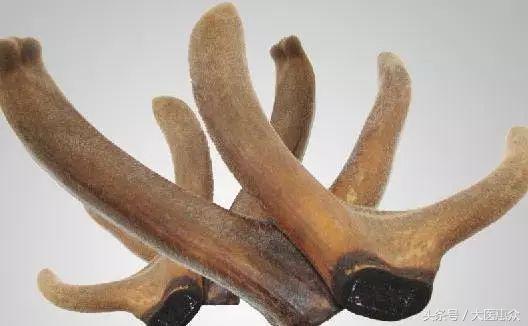 鹿茸与藏红花,鹿茸藏红花