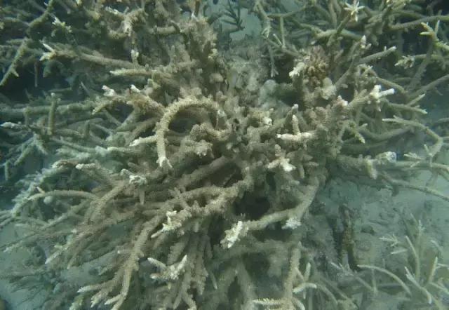 帕劳归来不看海视频,帕劳归来不看海