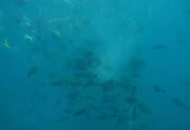 帕劳归来不看海视频,帕劳归来不看海