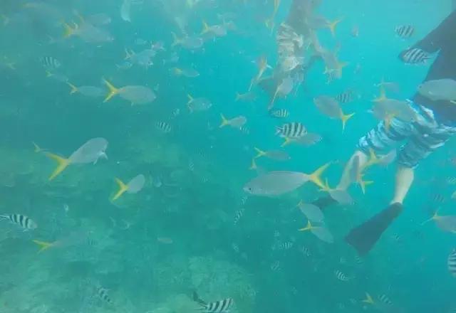 帕劳归来不看海视频,帕劳归来不看海