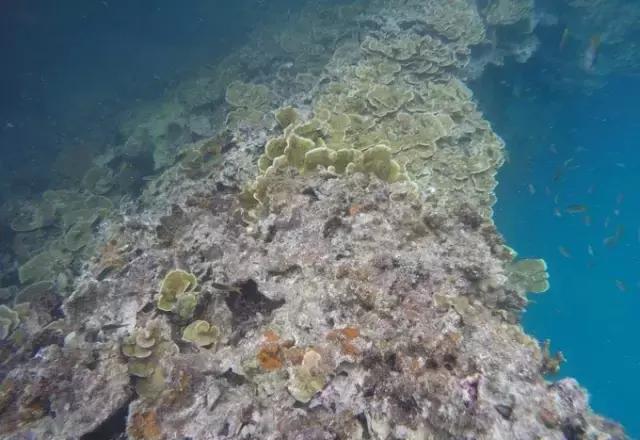 帕劳归来不看海视频,帕劳归来不看海