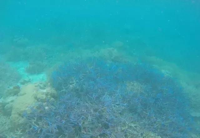 帕劳归来不看海视频,帕劳归来不看海