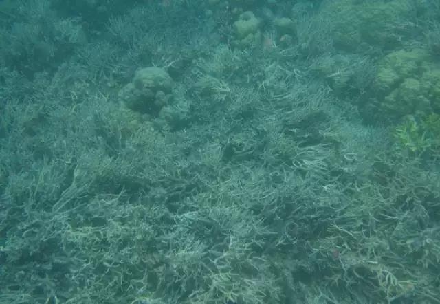 帕劳归来不看海视频,帕劳归来不看海