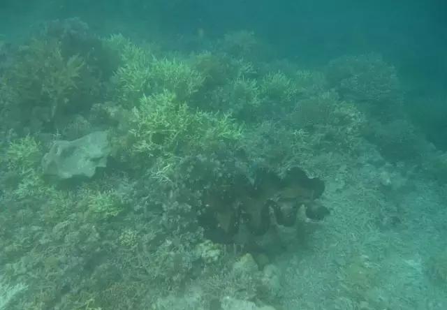 帕劳归来不看海视频,帕劳归来不看海