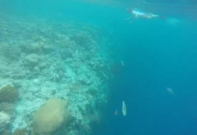 帕劳归来不看海视频,帕劳归来不看海