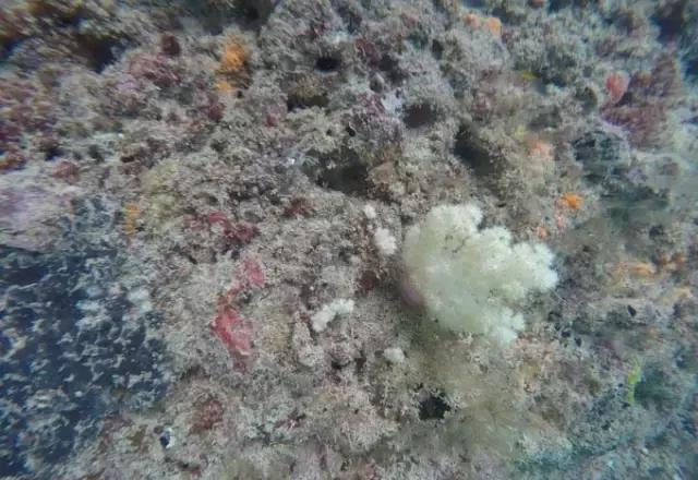 帕劳归来不看海视频,帕劳归来不看海