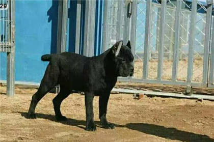 卡斯罗纯种分辨,如何辨别卡斯罗是公的母的