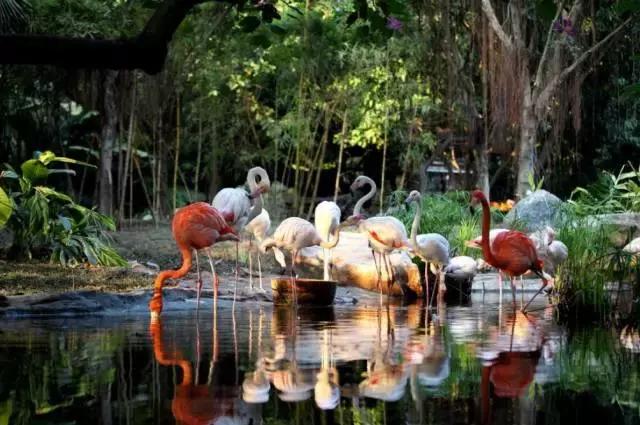 广州长隆旅游攻略详细图,广州长隆自由行旅游攻略