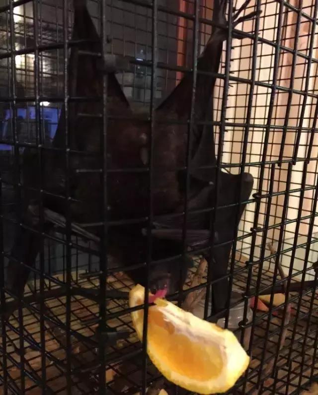 帕劳归来不看海视频,帕劳归来不看海