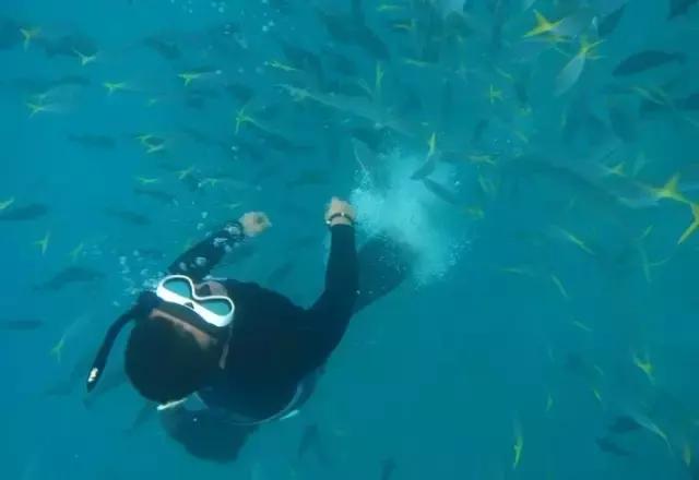 帕劳归来不看海视频,帕劳归来不看海