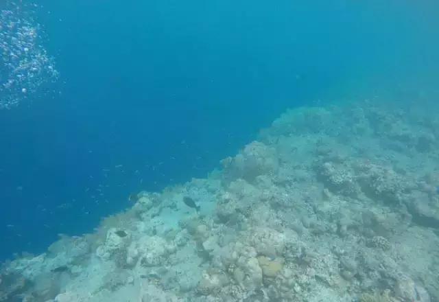 帕劳归来不看海视频,帕劳归来不看海