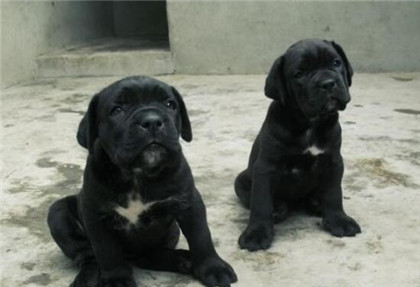 卡斯罗纯种分辨,如何辨别卡斯罗是公的母的