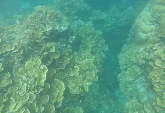 帕劳归来不看海视频,帕劳归来不看海