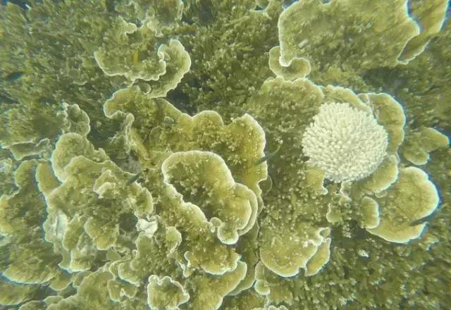 帕劳归来不看海视频,帕劳归来不看海