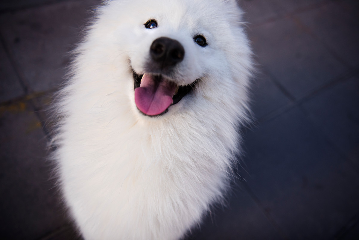 怀孕养宠物注意事项,怀孕期间能够养宠物吗
