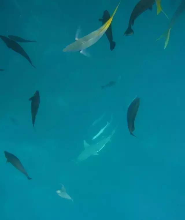 帕劳归来不看海视频,帕劳归来不看海