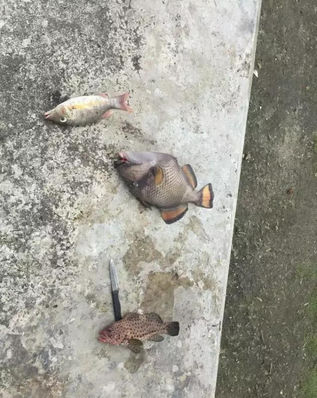 帕劳归来不看海视频,帕劳归来不看海