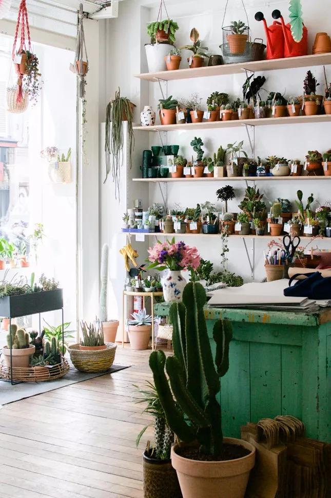 只卖绿植的店,一家开在老城区的网红绿植店铺