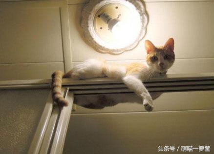 你家的喵星人是这样的吗,你家的喵星人也这么烦人吗