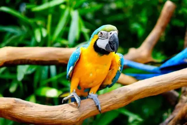 广州长隆旅游攻略详细图,广州长隆自由行旅游攻略